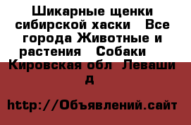 Шикарные щенки сибирской хаски - Все города Животные и растения » Собаки   . Кировская обл.,Леваши д.